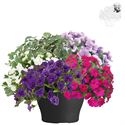 Afbeelding van TP26 Mixpot Mix 2